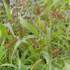Setaria