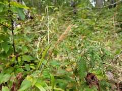 Elymus virginicus