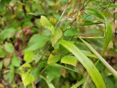 Elymus virginicus