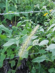 Setaria leucopila