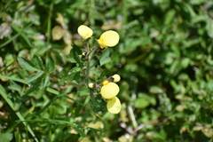 Calceolaria