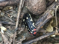 Acmaeodera disjuncta