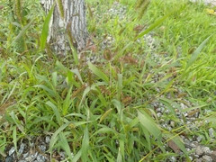 Setaria