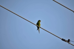 Psittacara holochlorus