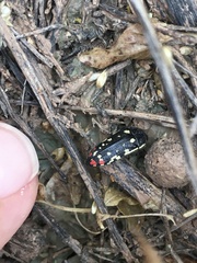 Acmaeodera disjuncta