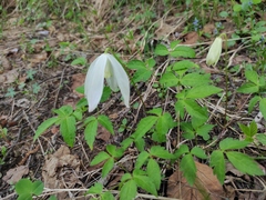 Clematis alpina sibirica