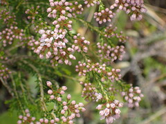 Agathosma capensis