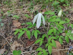 Clematis alpina sibirica