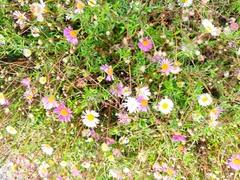 Erigeron karvinskianus