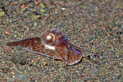 Notocochlis cernica
