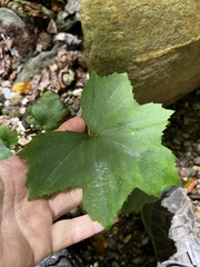 Hydrophyllum canadense