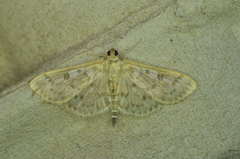 Herpetogramma aquilonalis