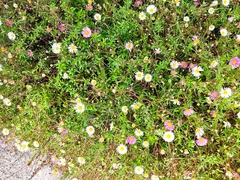 Erigeron karvinskianus