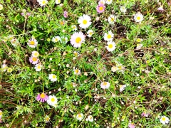 Erigeron karvinskianus