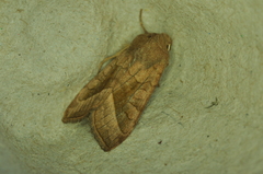 Hydraecia micacea