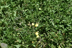 Calceolaria