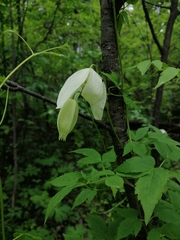 Clematis alpina sibirica
