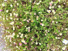 Erigeron karvinskianus