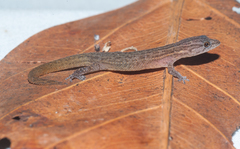 Sphaerodactylus notatus