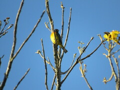 Rauenia bonariensis