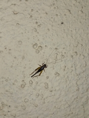 Trigonidium humbertianum