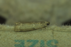 Oreana unicolorella