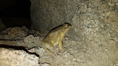 Duttaphrynus dhufarensis