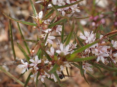 Agathosma pungens