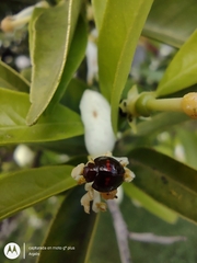 Chilocorus bipustulatus