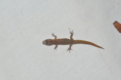 Sphaerodactylus notatus
