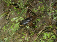 Teleogryllus occipitalis