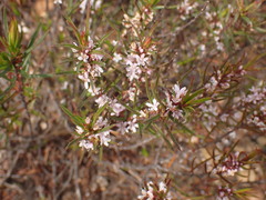 Agathosma pungens