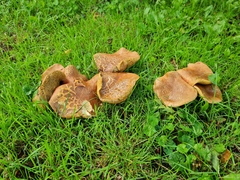 Paxillus cuprinus