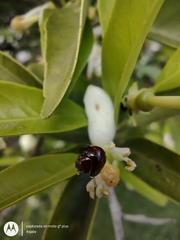 Chilocorus bipustulatus