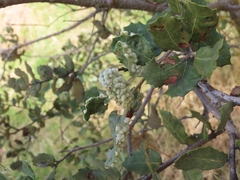 Dryomyia lichtensteinii