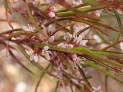 Agathosma pungens