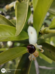 Chilocorus bipustulatus