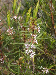 Agathosma pungens