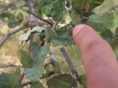 Dryomyia lichtensteinii