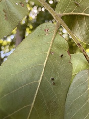 Caryomyia subulata