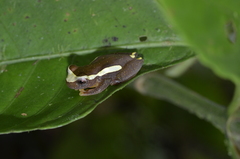 Dendropsophus bifurcus