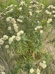 Pycnanthemum verticillatum