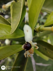 Chilocorus bipustulatus