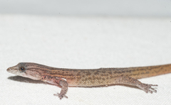 Sphaerodactylus notatus
