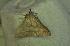 Renia flavipunctalis
