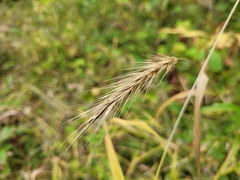 Elymus virginicus