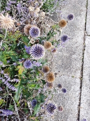 Echinops bannaticus