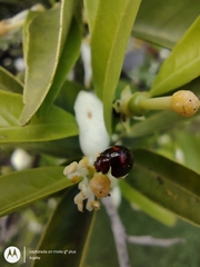 Chilocorus bipustulatus