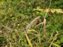 Elymus virginicus