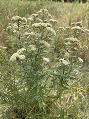 Pycnanthemum verticillatum